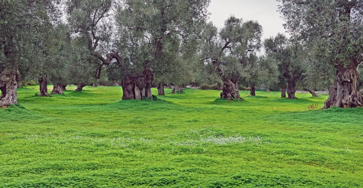 Immagine di Regione puglia - avviso pubblico - salvaguardia olivi secolari o monumentali