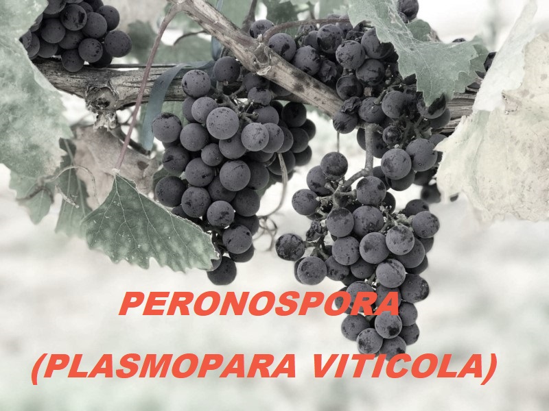 titolo immagine Immagine di Interventi compensativi dei danni subiti nel settore agricolo, nelle aree colpite da infezione da plasmo para viticola ai sensi dell'articolo 11 del decreto-legge 10 agosto 2023, n. 104, convertito dalla legge 9 ottobre 2023, n. 136, e del regolamento (