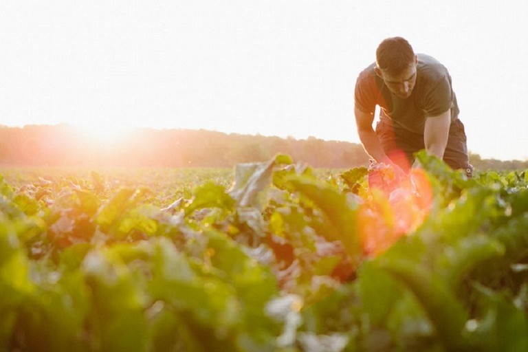 titolo immagine Immagine di Attività lavorativa nel settore agricolo in condizioni di esposizione prolungata al sole - ordinanza contingibile ed urgente per motivi di igiene e sanità pubblica.