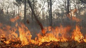 titolo immagine Immagine di Adozione dell'elenco provvisorio delle aree percorse dal fuoco